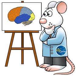 Brain mouse
