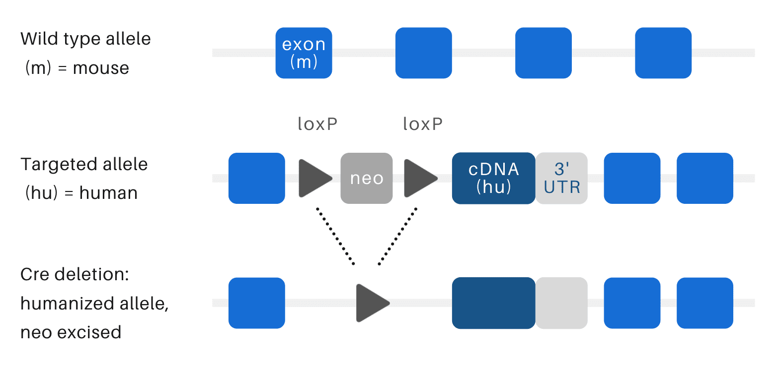 hum whole gene by cDNA replacement