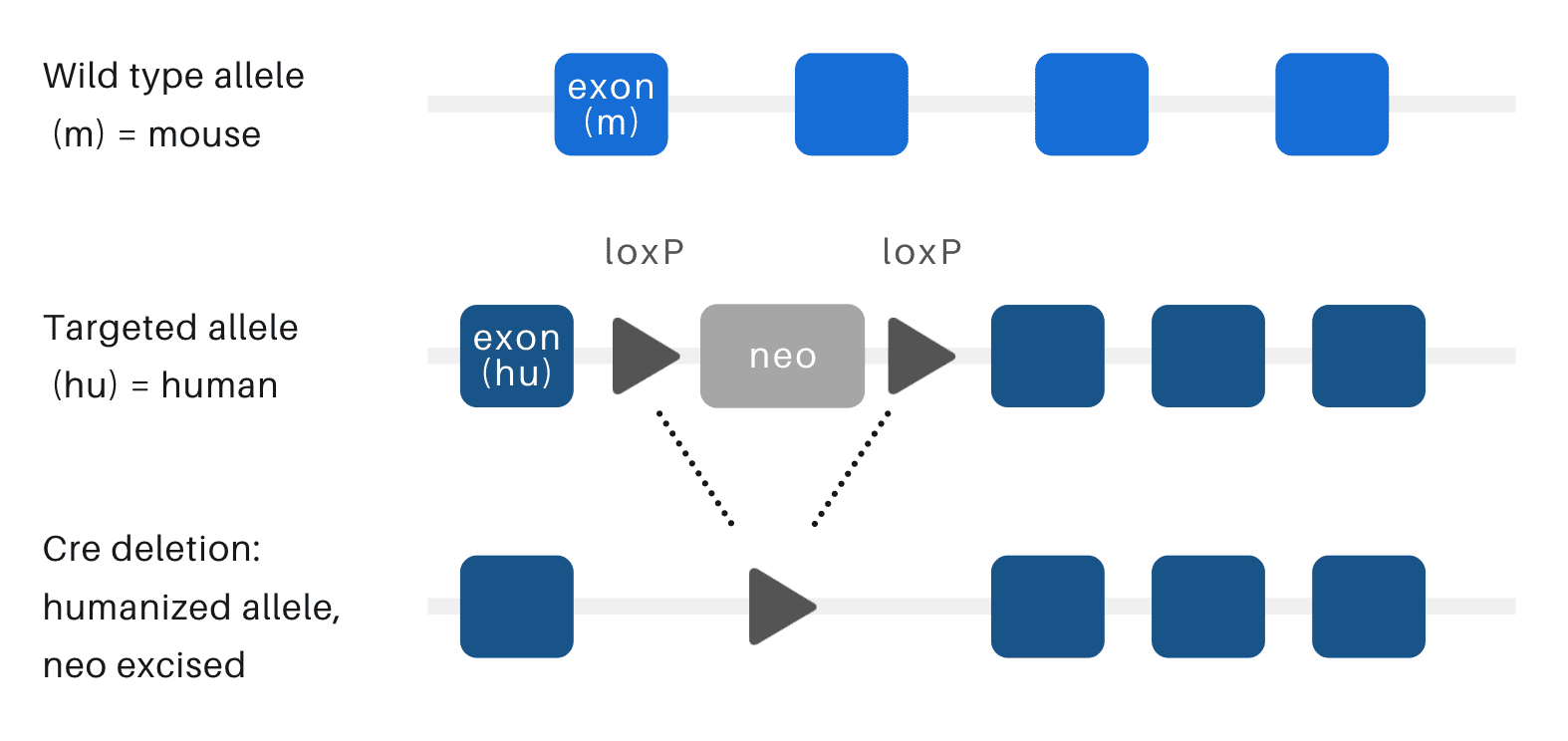 hum whole gene by genomic replacement