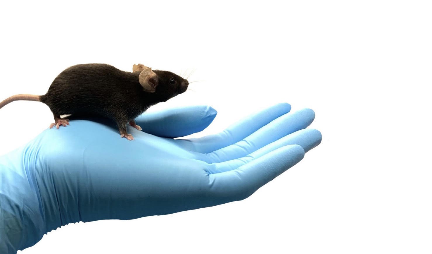 Mouse models