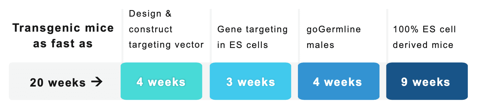 transgenic mice