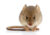 house-mouse-mus-musculus-2021-09-01-21-14-11-utc